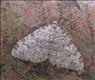 1753s1 (70.102) Striped Twin-spot Carpet